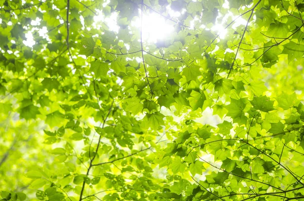 緑の葉森 夏の自然の背景 — ストック写真