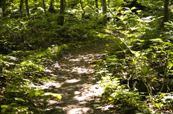 Feuilles Vertes Dans Forêt Été Nature Fond — Photo