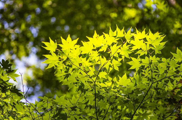 Green Leaves Forest Summer Nature Background — Stock Photo, Image