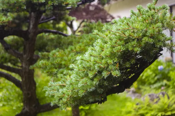 Folhas Verdes Floresta Verão Natureza Fundo — Fotografia de Stock