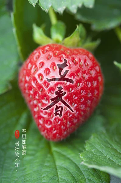 Tarjeta Con Caligrafía China Fresa Fresca Madura — Foto de Stock