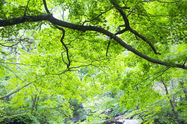 Zielone Liście Lesie Lato Natura Tło — Zdjęcie stockowe