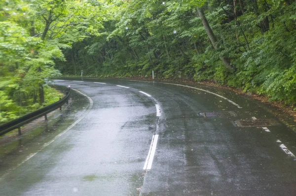 緑の葉森 夏の自然の背景 — ストック写真