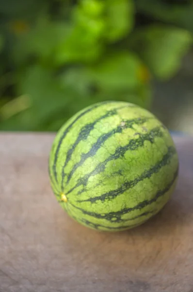 Green Watermelon Background Close — Stock Photo, Image
