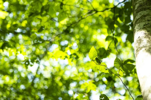 緑の葉森 夏の自然の背景 — ストック写真