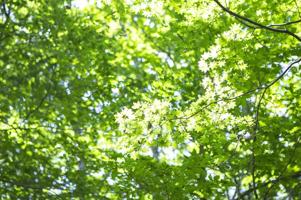 绿叶在森林 夏季自然背景 — 图库照片