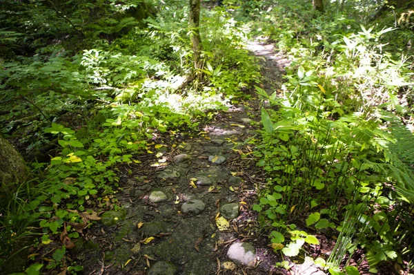 Grüne Blätter Wald Sommer Natur Hintergrund — Stockfoto