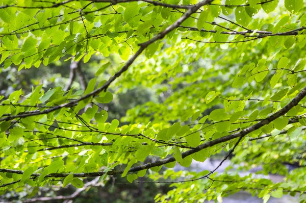 Folhas Verdes Floresta Verão Natureza Fundo — Fotografia de Stock