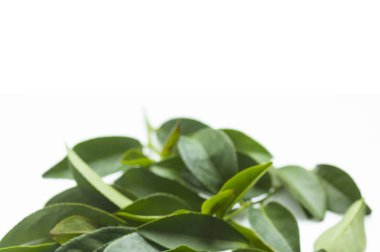 Beyaz arkaplanda yeşil çay yaprakları 
