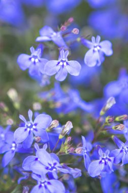arka planda bahçede güzel mor çiçekler, yakın