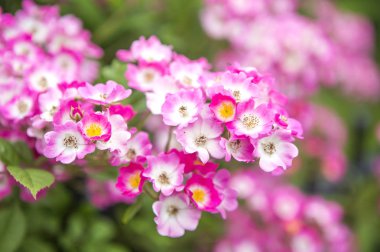arka planda bahçede güzel pembe çiçekler, yakın
