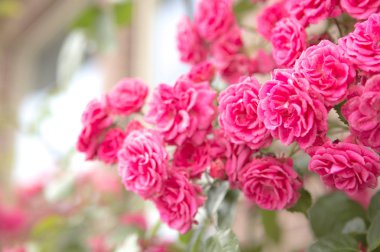 arka planda bahçede güzel pembe çiçekler, yakın