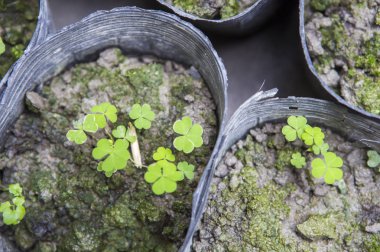 arka planda yeşil bitkiler, yakın