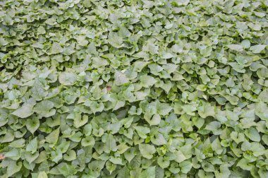 arka planda yeşil bitkiler, yakın