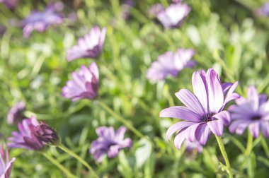 arka planda bahçede güzel mor çiçekler, yakın