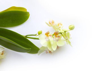 arka planda güzel orkide çiçekler