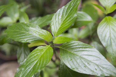 arka planda yeşil bitkiler, yakın