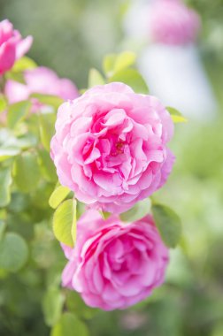 arka planda bahçede güzel pembe çiçekler, yakın