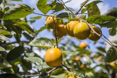 Bir ağaçüzerinde olgun sarı erik