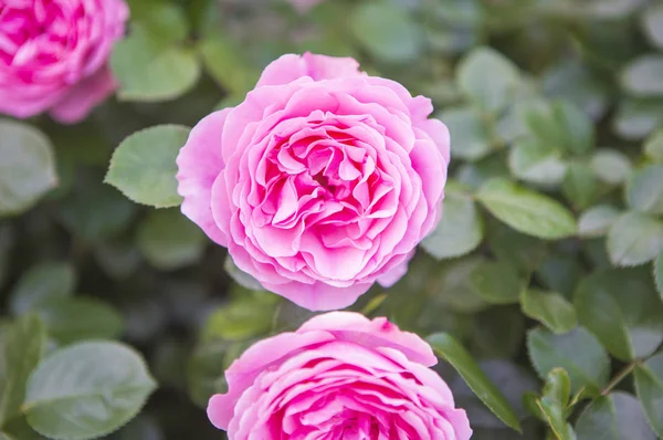 Красивые Розовые Цветы Заднем Плане Закрыть — стоковое фото