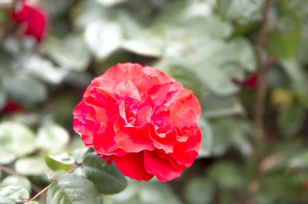 Красивый Красный Цветок Фоне Сада Крупным Планом — стоковое фото