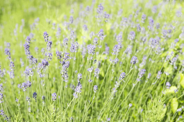 Vackra Violetta Blommor Trädgård Bakgrunden Närbild — Stockfoto