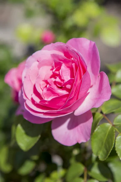 Hermosa Flor Rosa Jardín Fondo Cerca — Foto de Stock