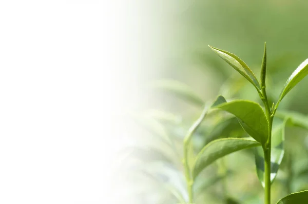 Green Plants Background Close — Stock Photo, Image