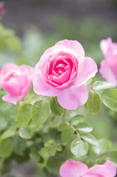 Hermosas Flores Rosadas Jardín Fondo Cerca — Foto de Stock