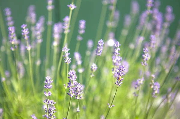 Vackra Violetta Blommor Trädgård Bakgrunden Närbild — Stockfoto