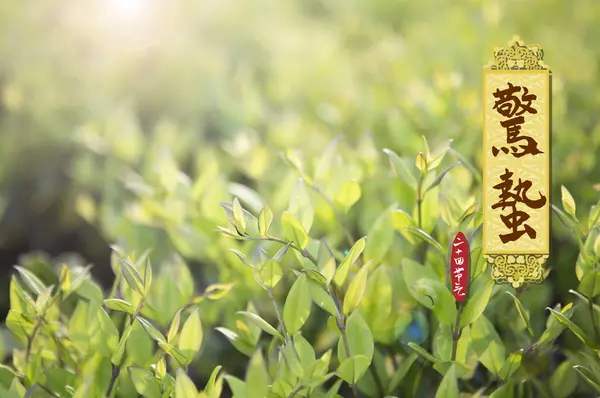 花园里的绿草和一株植物 — 图库照片