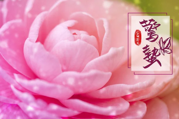 Beautiful Pink Peony Flower Background Rose — Foto Stock