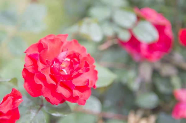 Hermosas Flores Rojas Jardín Fondo Cerca — Foto de Stock