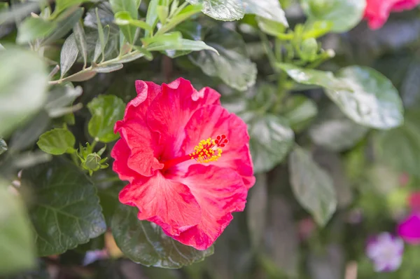Όμορφο Κόκκινο Λουλούδι Στον Κήπο Στο Παρασκήνιο Κοντινό — Φωτογραφία Αρχείου