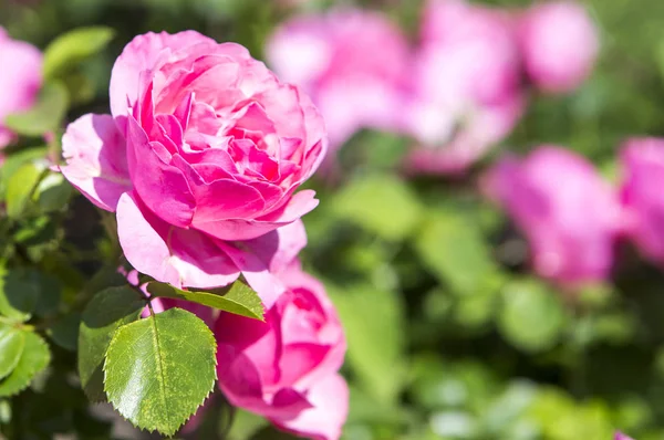 Hermosas Flores Rosadas Jardín Fondo Cerca — Foto de Stock