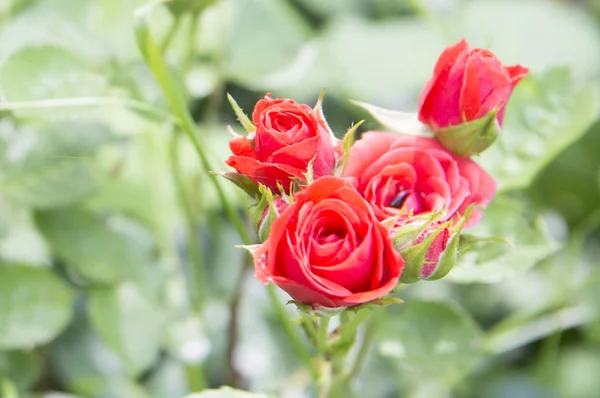 Hermosa Flor Roja Jardín Fondo Cerca — Foto de Stock