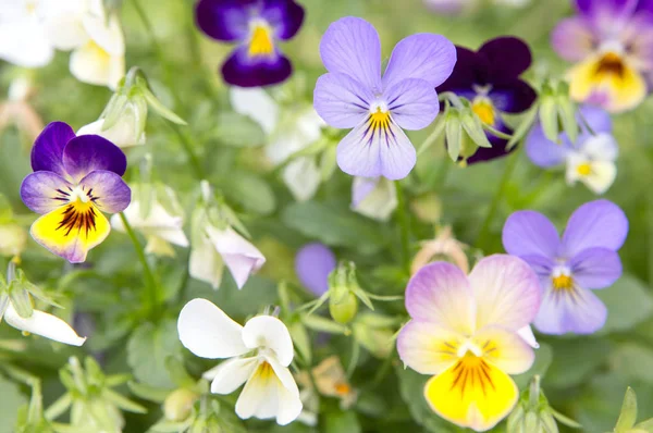 beautiful  flowers on garden  on background,close up