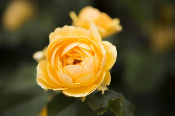 Hermosas Flores Amarillas Jardín Fondo Cerca — Foto de Stock