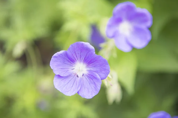 Belles Fleurs Violettes Sur Jardin Sur Fond Gros Plan — Photo