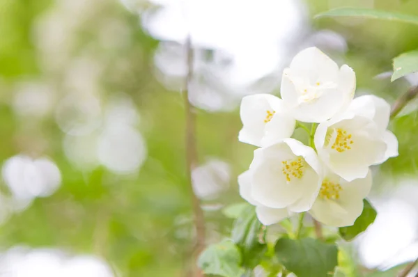 Hermosas Flores Jardín Fondo Cerca — Foto de Stock