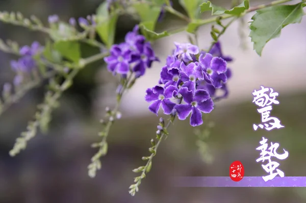 Floral Έννοια Όμορφα Λουλούδια Εξωτερικούς Χώρους — Φωτογραφία Αρχείου