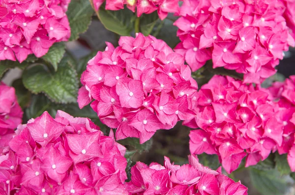 Όμορφα Ροζ Λουλούδια Στον Κήπο Στο Παρασκήνιο Κοντινό — Φωτογραφία Αρχείου