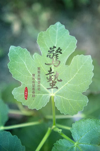 Zelené Listy Rostliny — Stock fotografie
