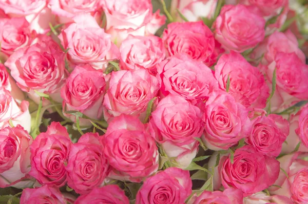 Όμορφα Ροζ Λουλούδια Στον Κήπο Στο Παρασκήνιο Κοντινό — Φωτογραφία Αρχείου