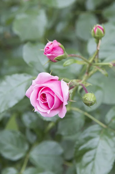 Hermosas Flores Rosadas Jardín Fondo Cerca — Foto de Stock