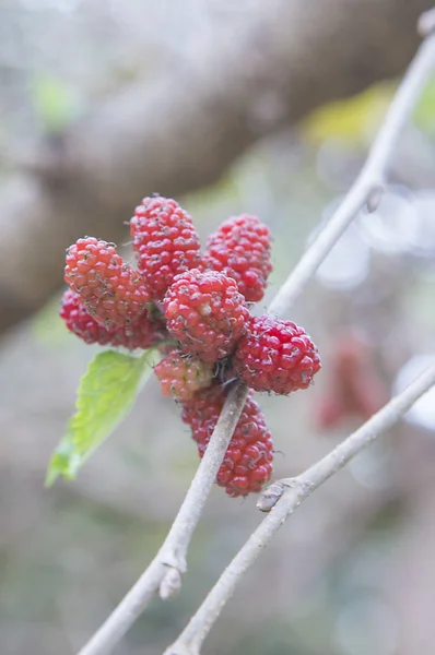 Fresh Mulberries Branch Tree Healthy Food — Stock Photo, Image