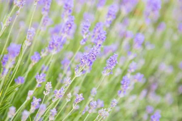 美丽的紫罗兰花在花园的背景 — 图库照片