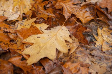 Güzel sonbahar yaprakları mevsimi