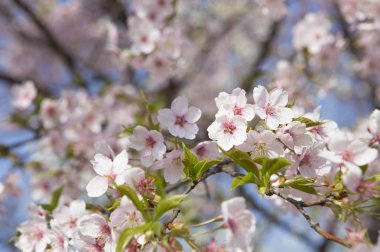 İlkbaharda güzel kiraz çiçekleri 