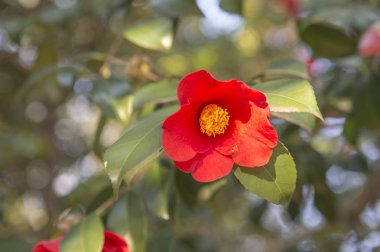 arka planda, güzel çiçek yakın çekim